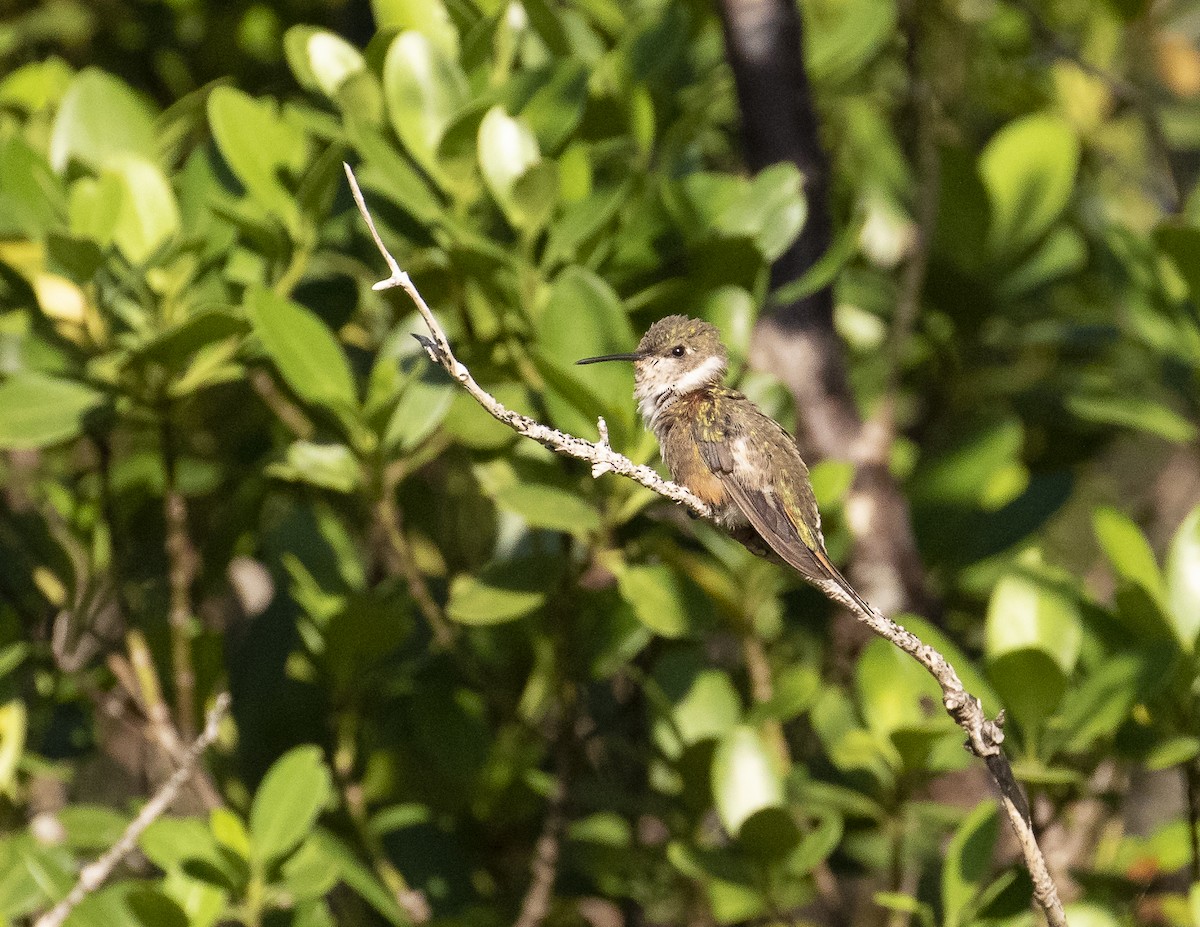 Colibri des Bahamas - ML200293461