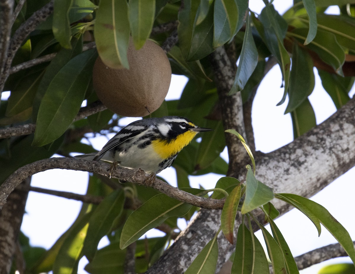 Yellow-throated Warbler - ML200293651