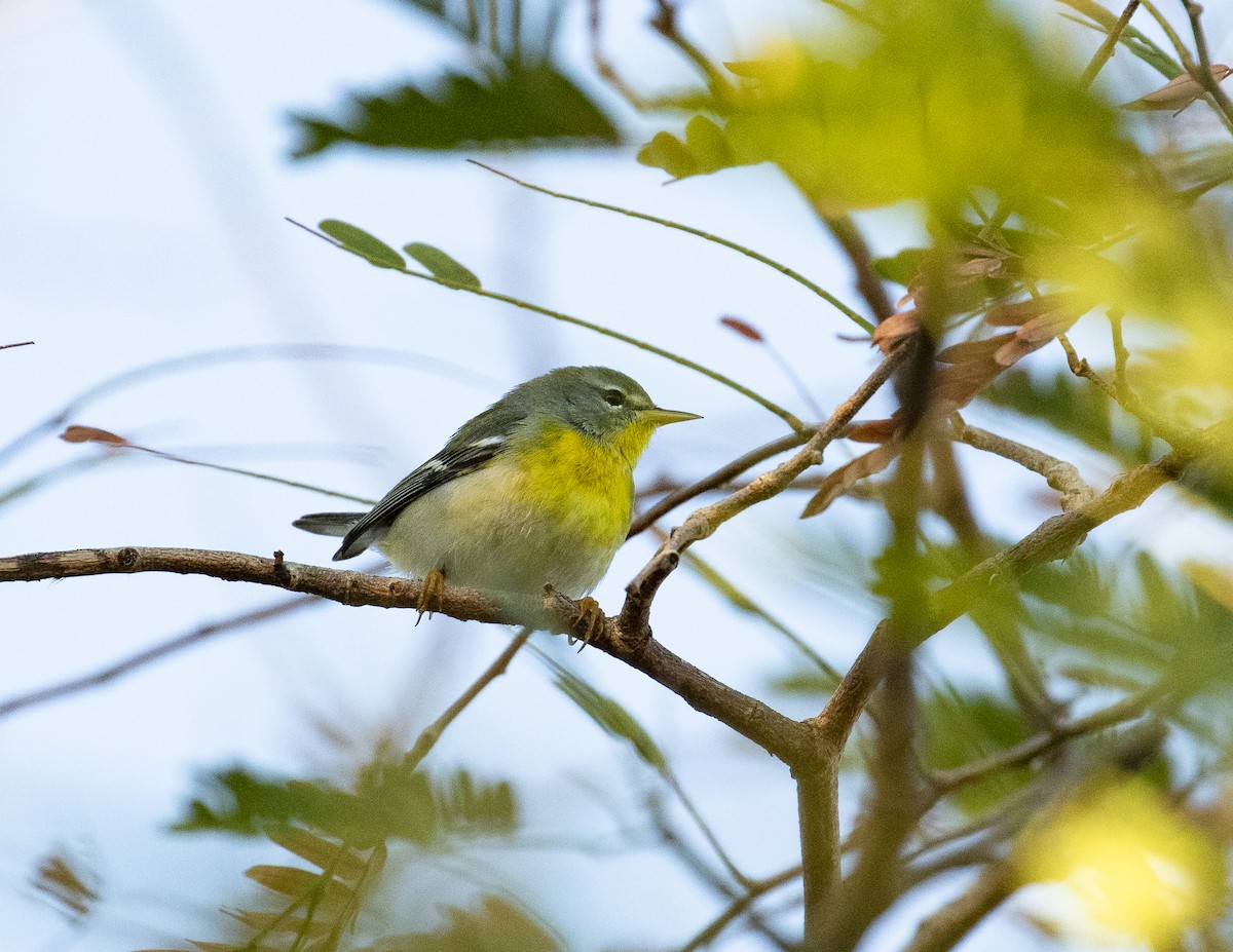 Northern Parula - ML200293791