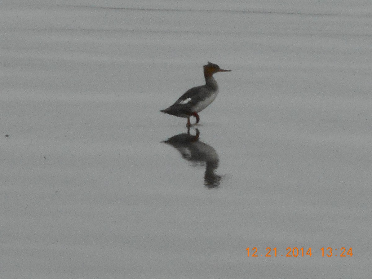 Red-breasted Merganser - ML200294151