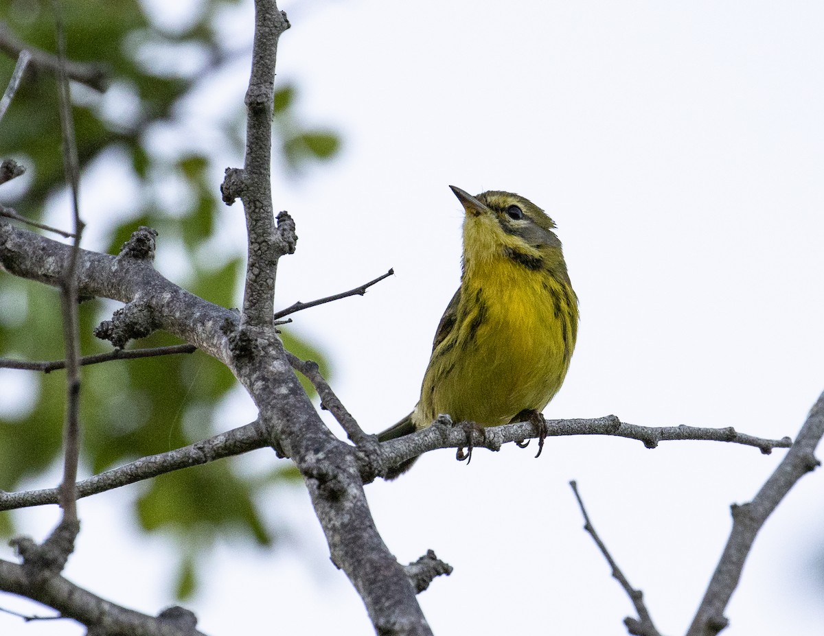 Prairie Warbler - ML200294171