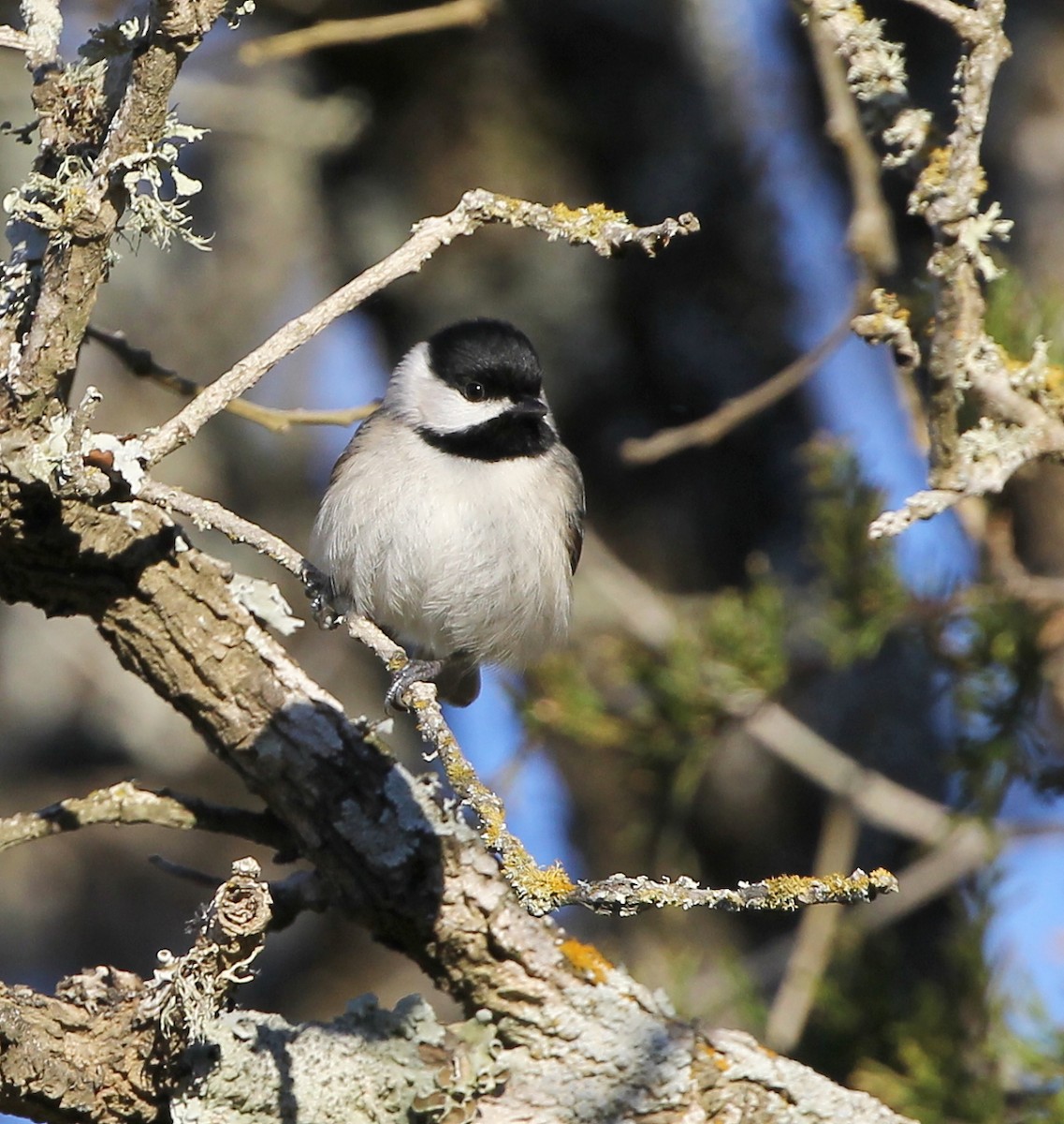 Carolina Chickadee - ML200294491