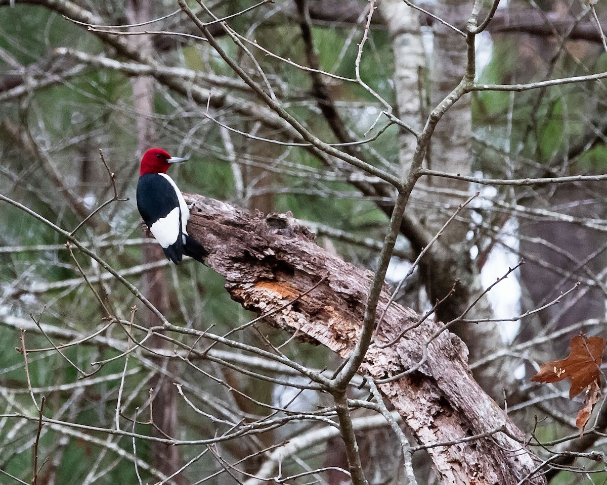 Red-headed Woodpecker - ML200295611