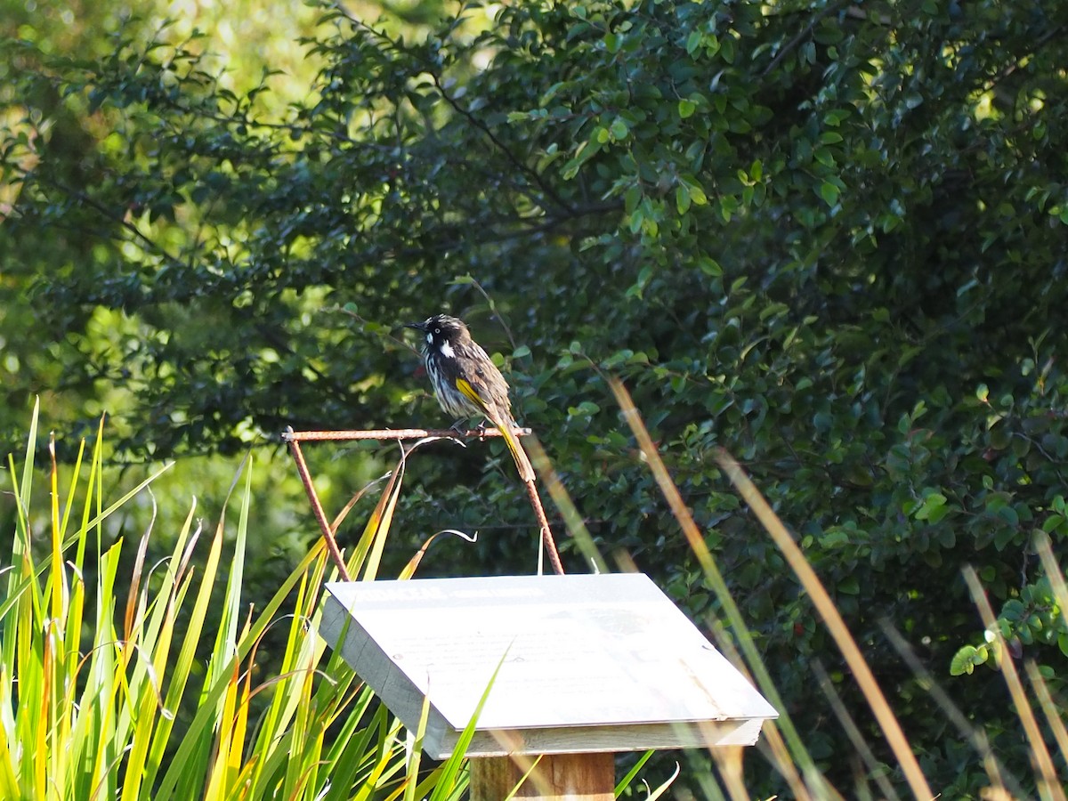 New Holland Honeyeater - ML200299131