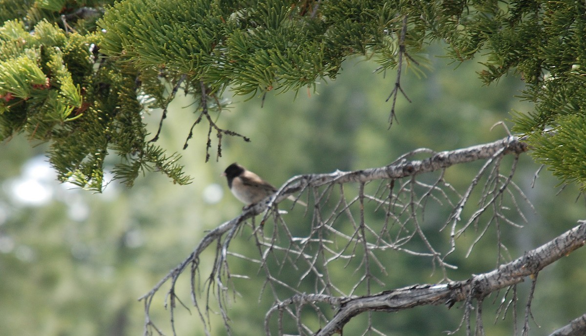 Dark-eyed Junco - ML200299701