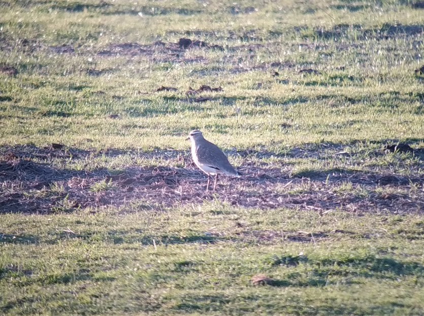 Sociable Lapwing - Raúl  Granados