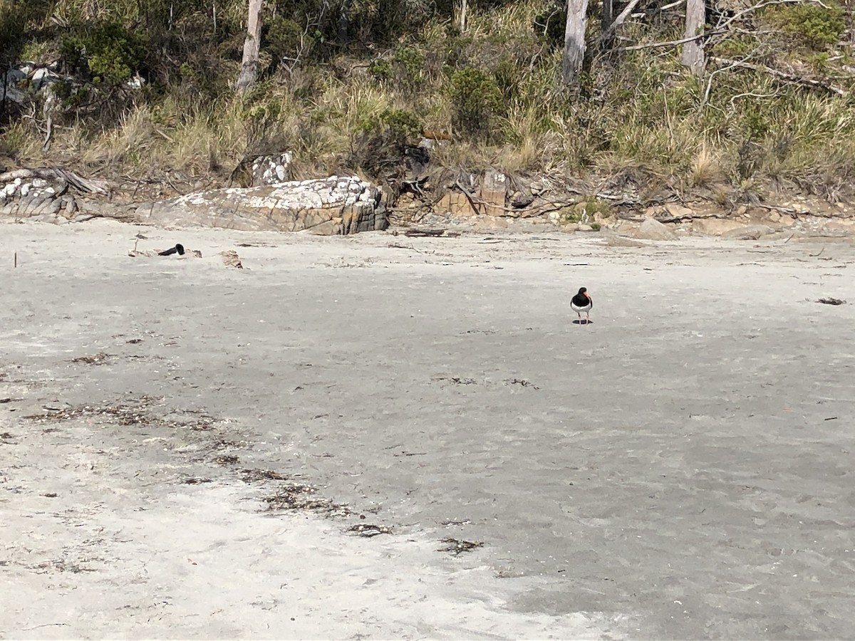 Pied Oystercatcher - ML200300491