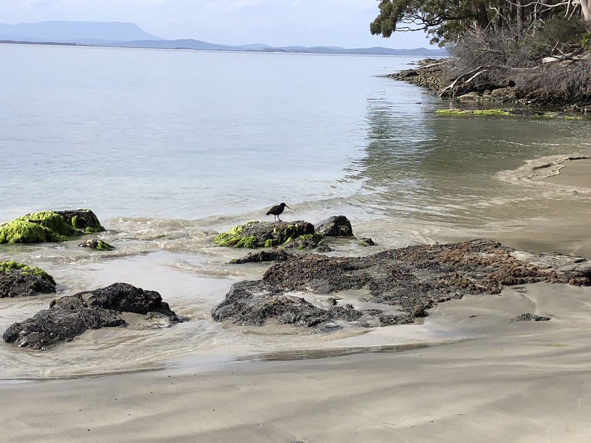 Sooty Oystercatcher - ML200300531