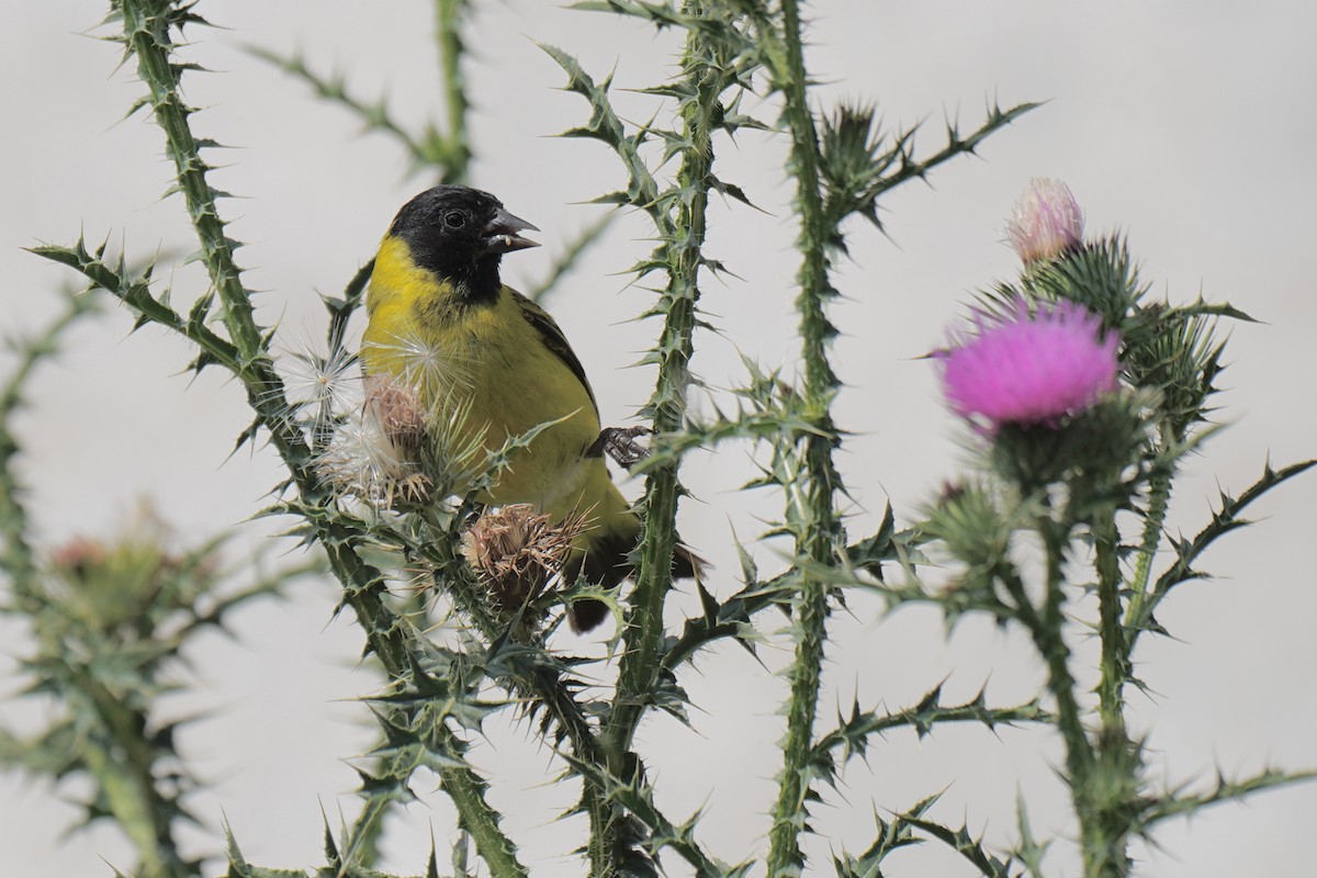 Hooded Siskin - ML200300851