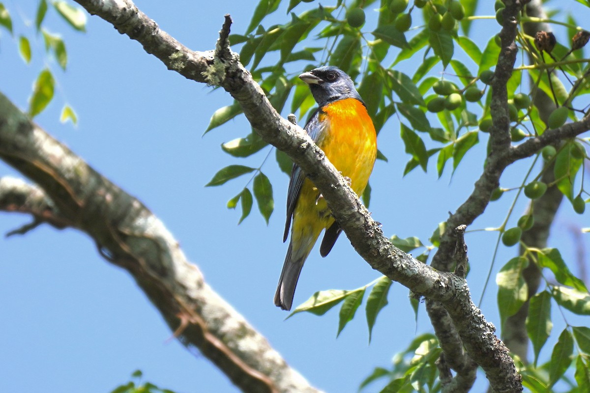 Tangara Naranjera - ML200300911