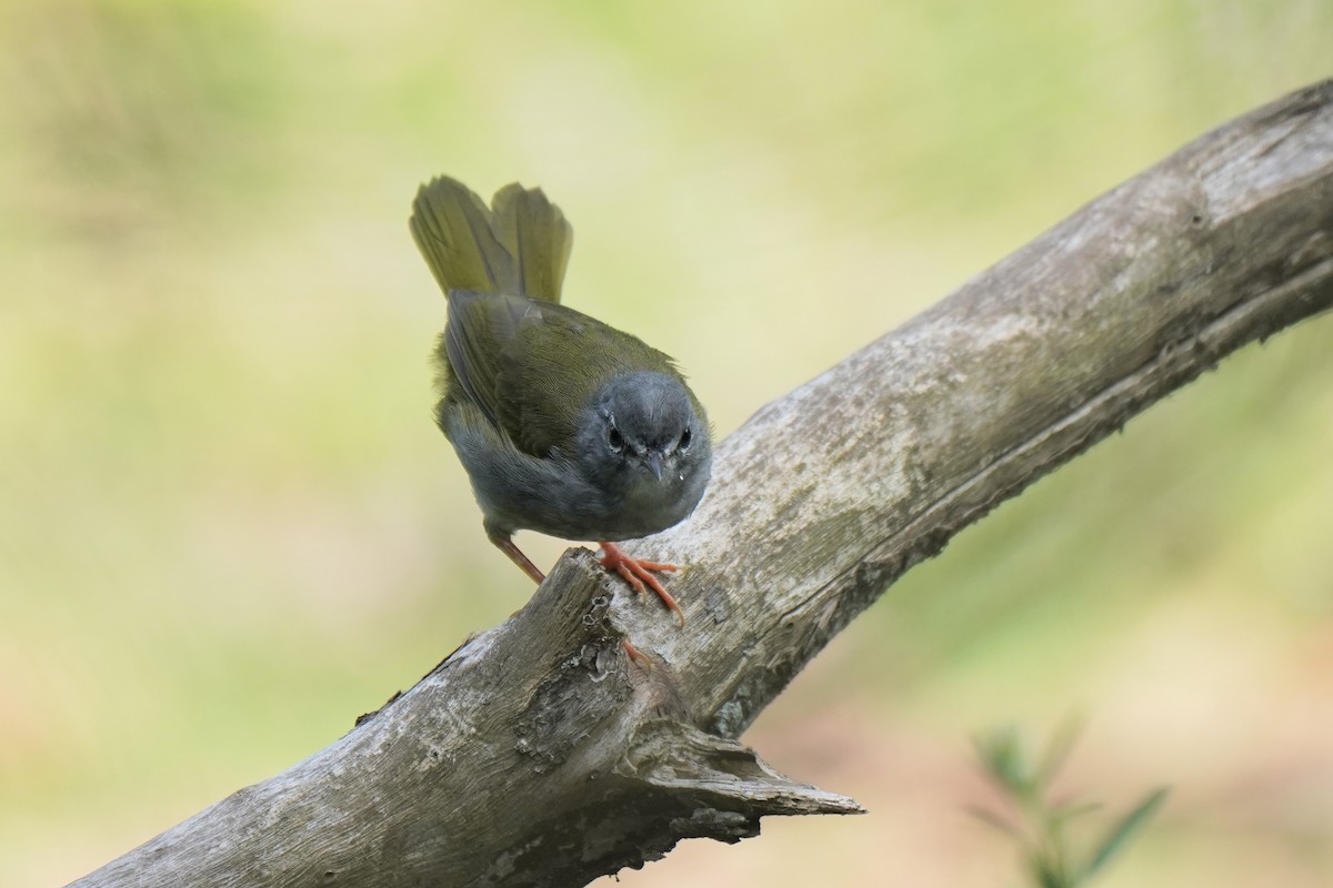 White-browed Warbler - ML200301281