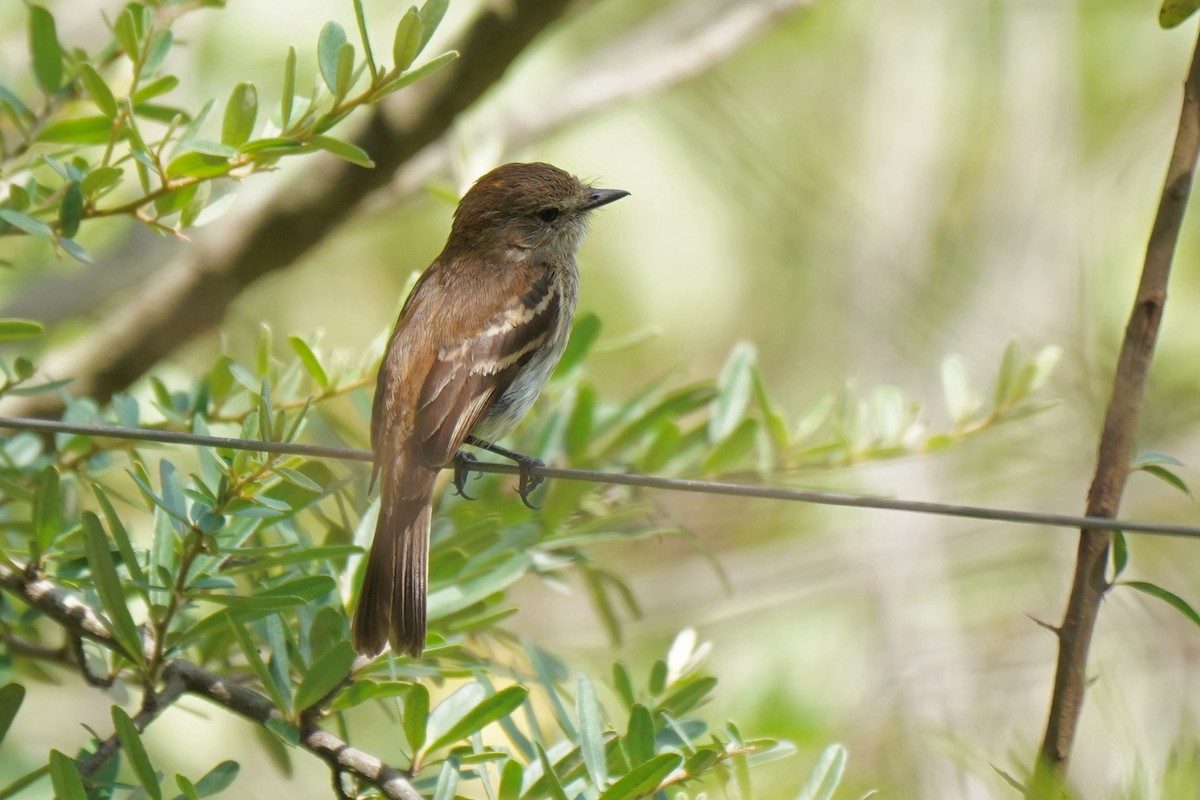 Bran-colored Flycatcher - ML200301711