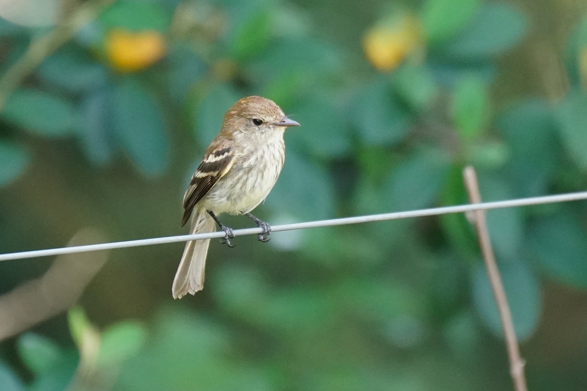 Bran-colored Flycatcher - Luis Piñeyrua