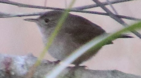 House Wren - ML200302151