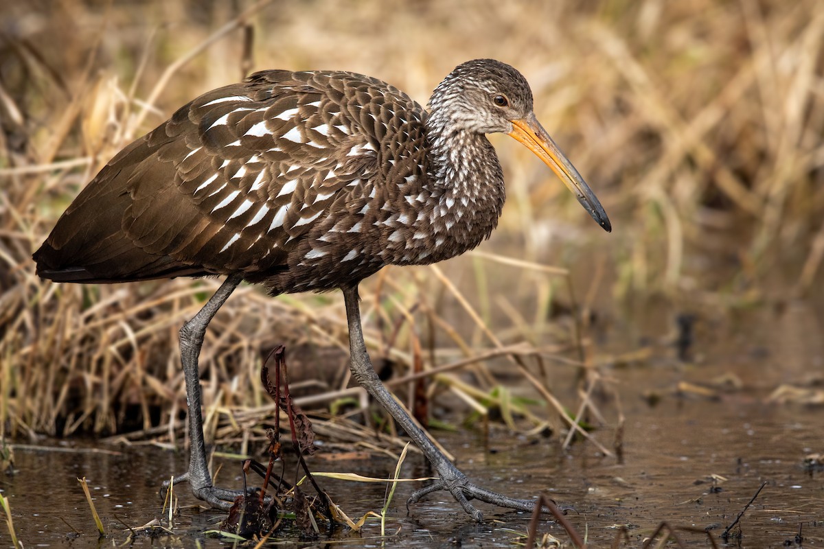 Limpkin - Brad Imhoff