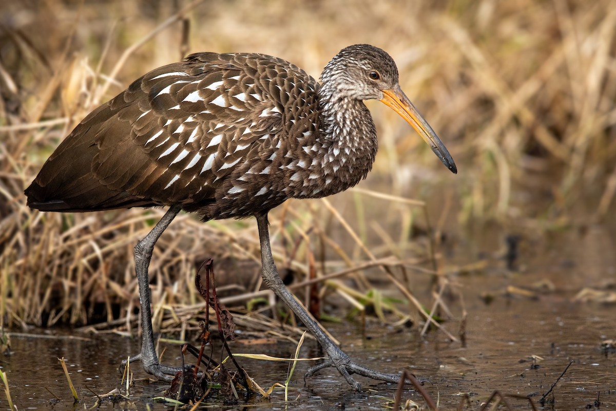 Limpkin - ML200302361