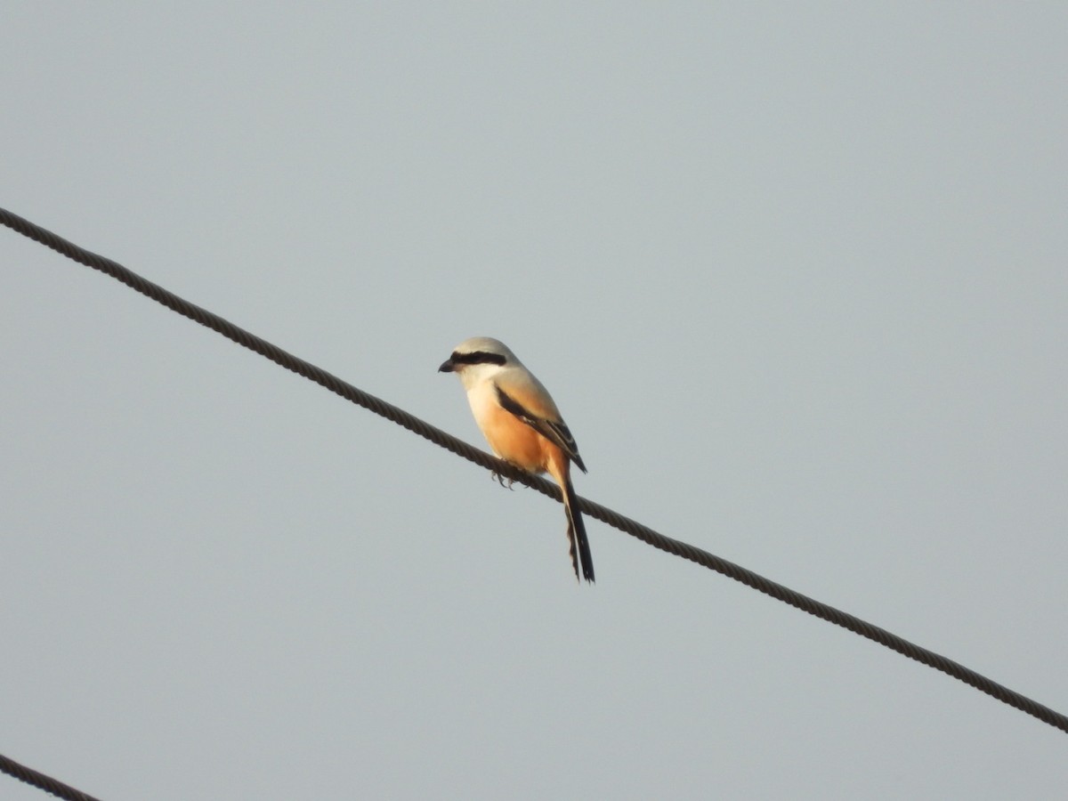 Алаг дунхай - ML200302611