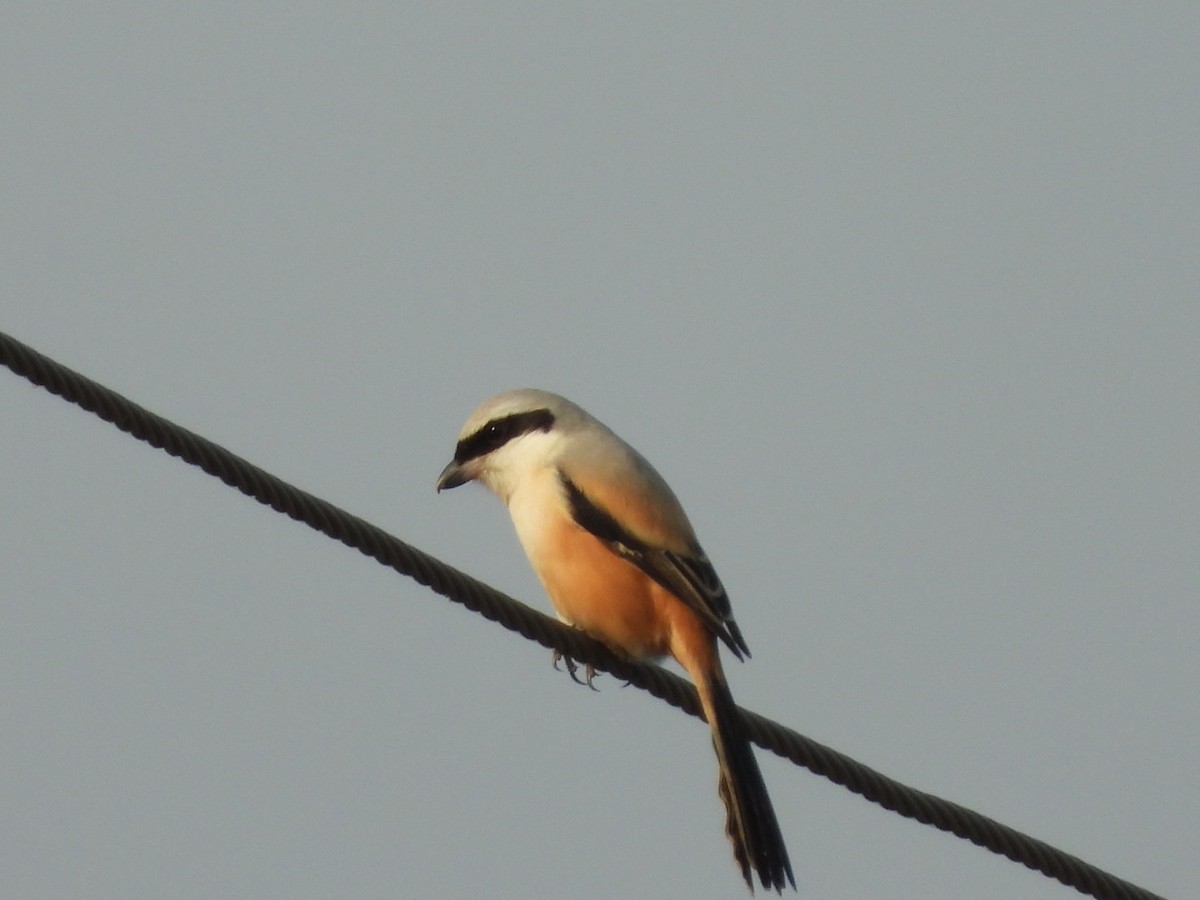 Алаг дунхай - ML200302621