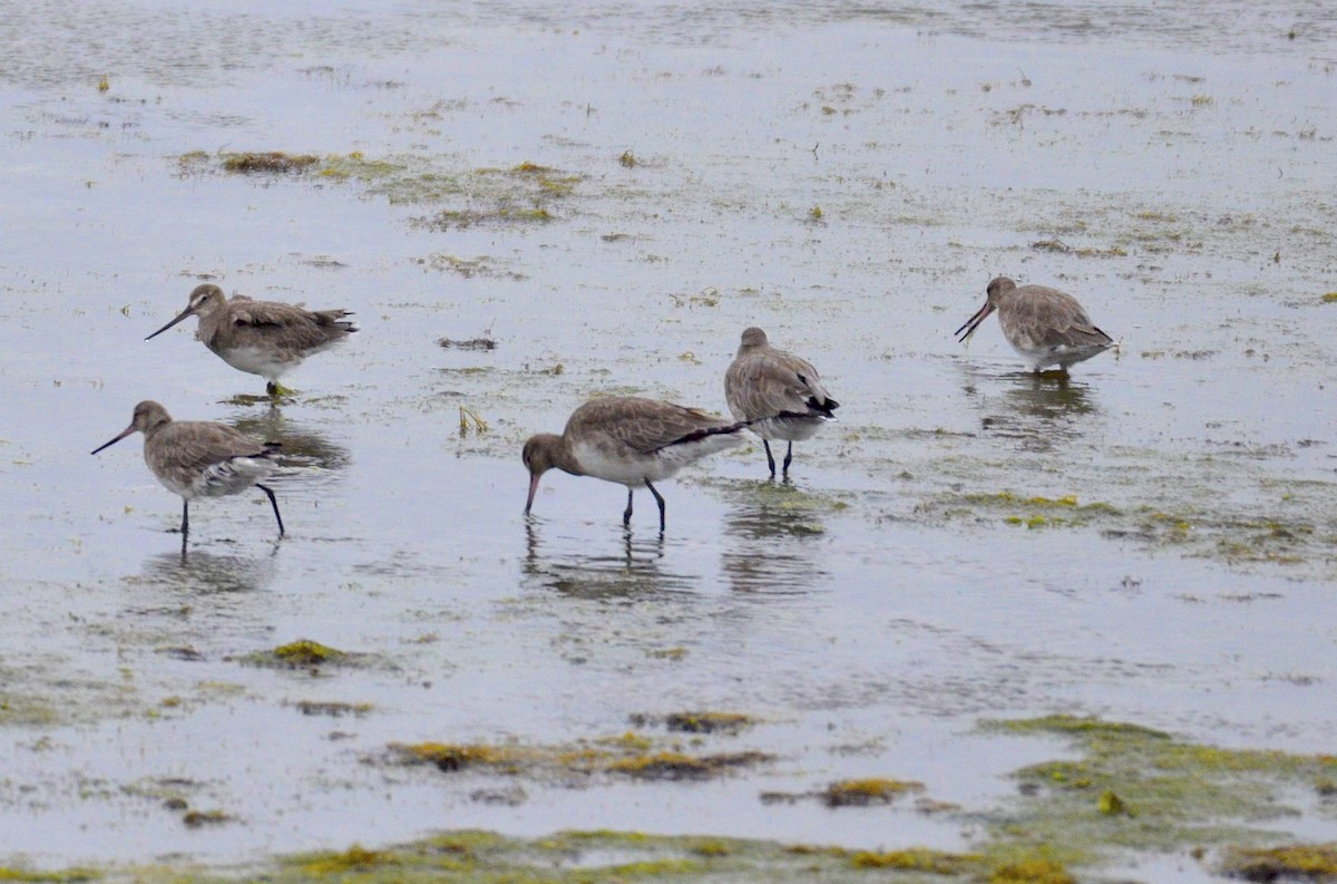 Hudsonian Godwit - ML200303021