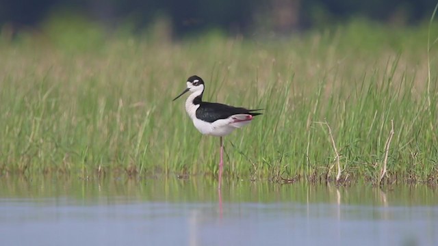 Black-necked Stilt - ML200303801