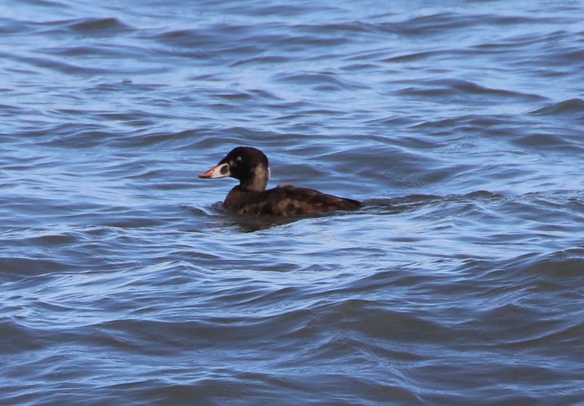 Surf Scoter - ML200304091