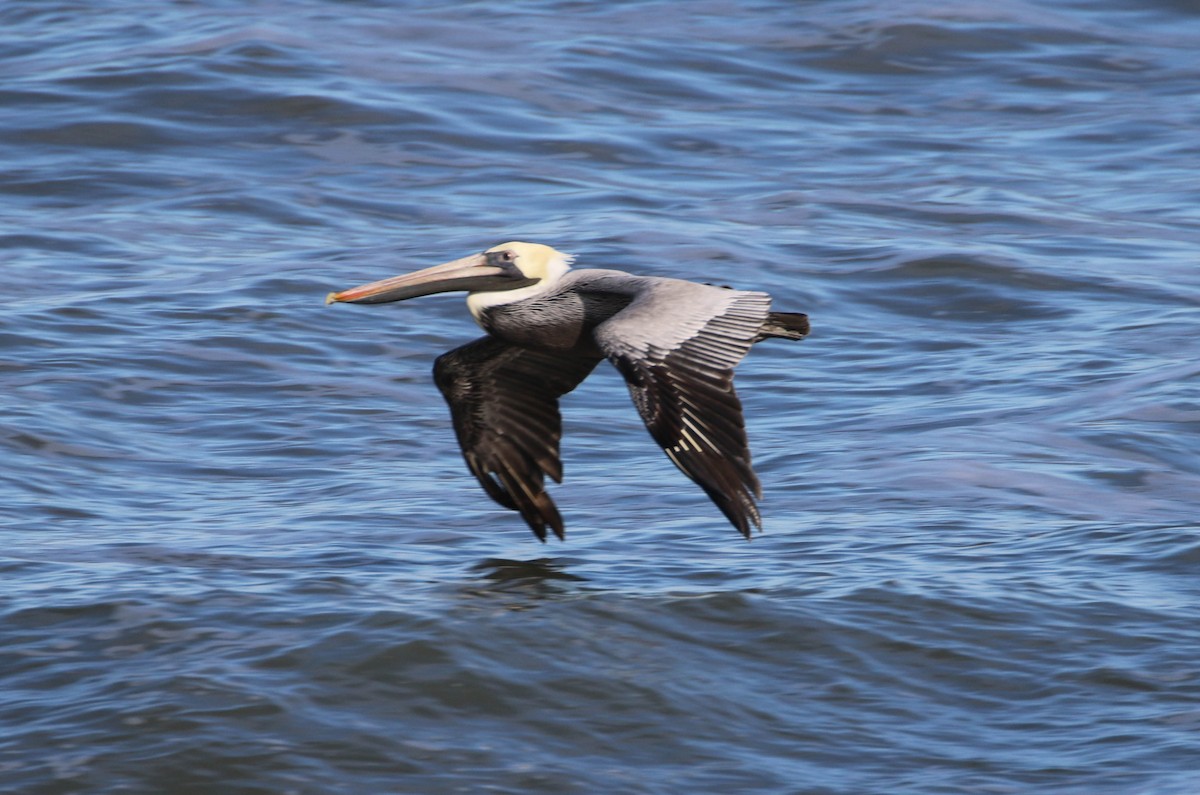 Brown Pelican - Karen & Tom Beatty