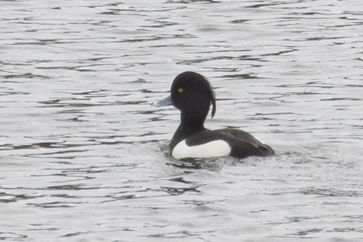 Tufted Duck - ML200304841