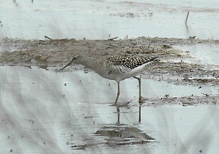 Wood Sandpiper - ML200306821