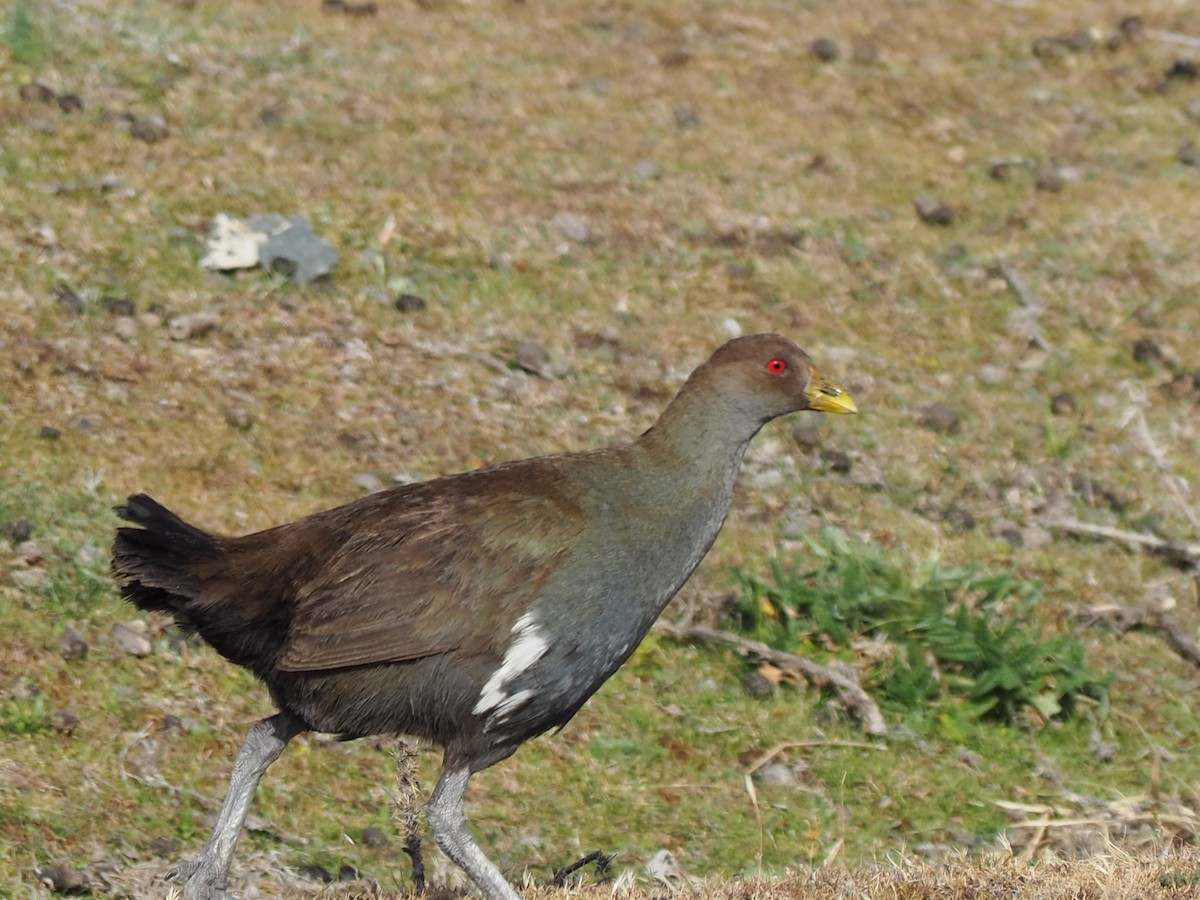 Tasmanian Nativehen - ML200306961