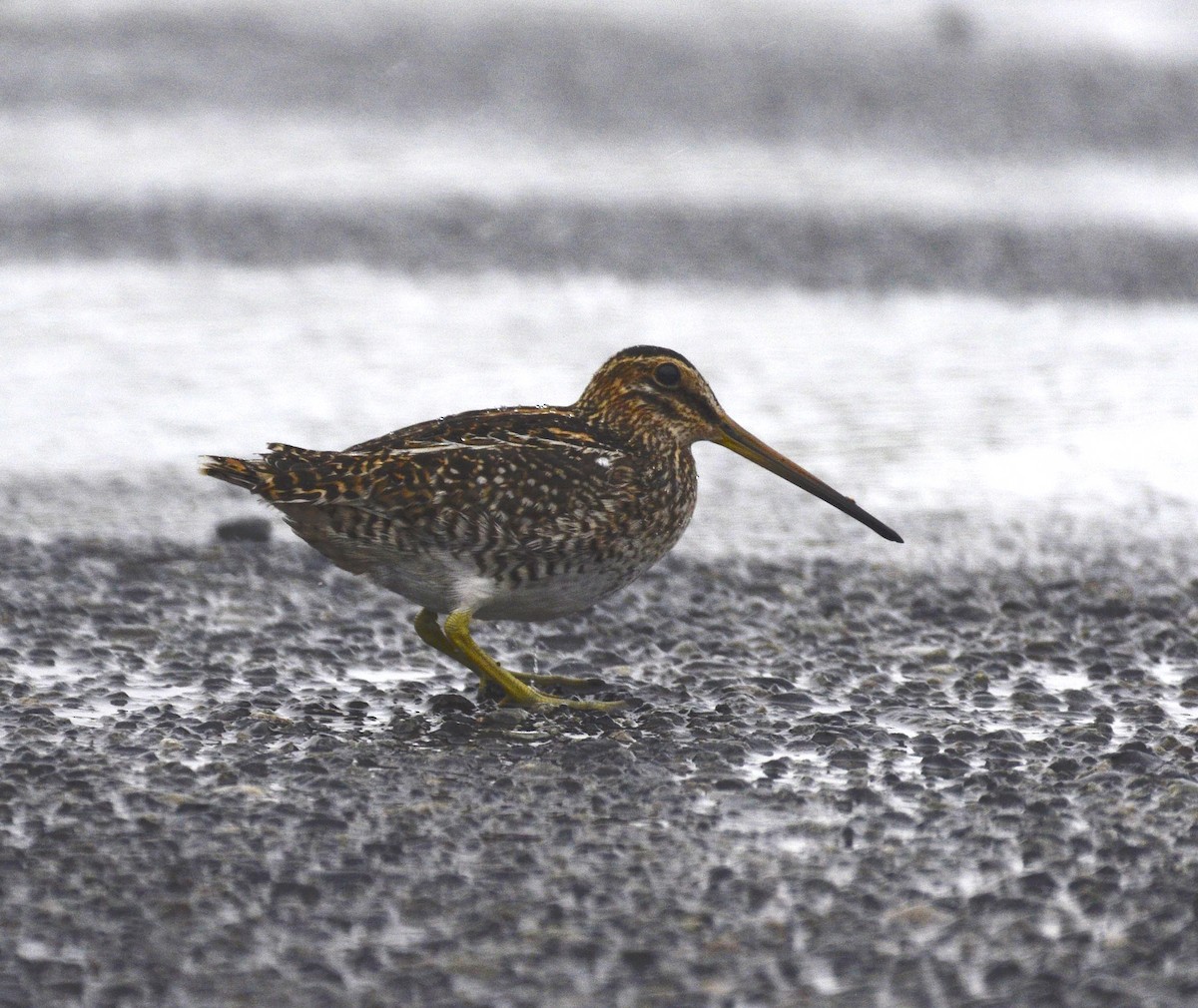 Magellanic Snipe - ML200308351