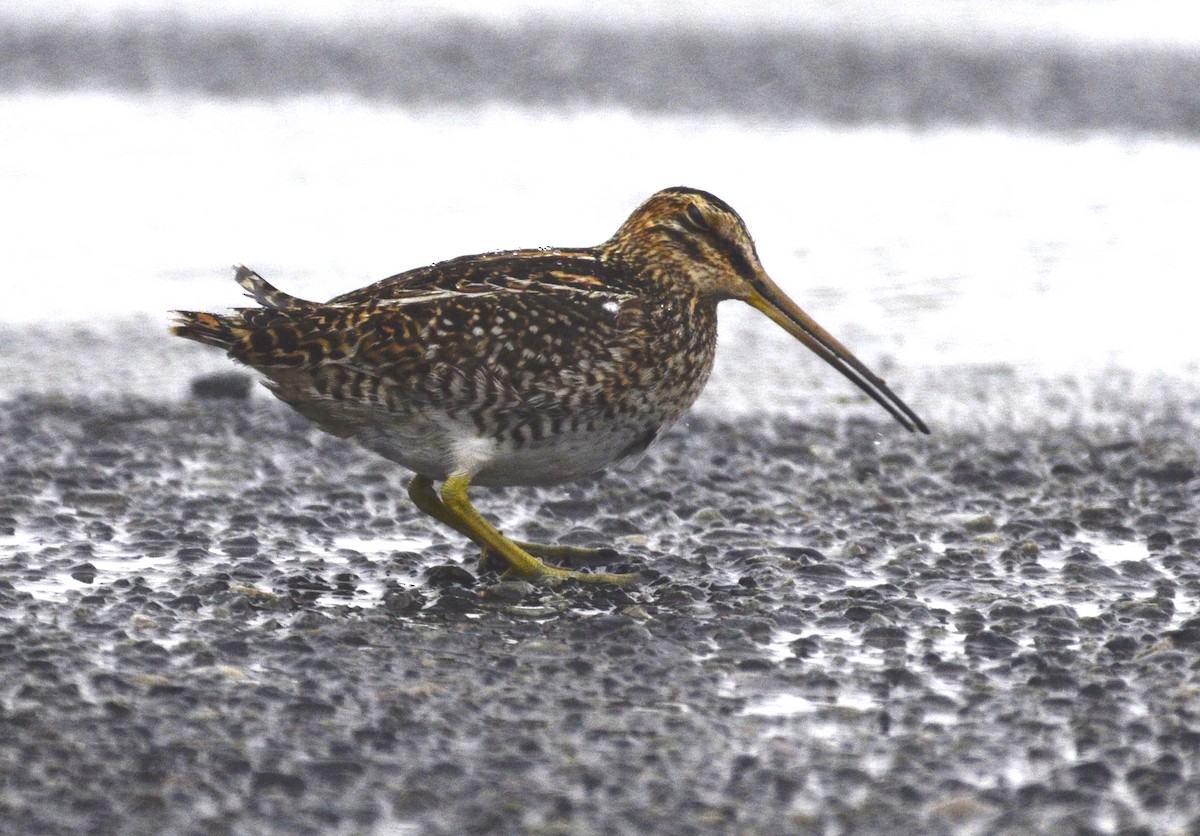 Magellanic Snipe - ML200308691