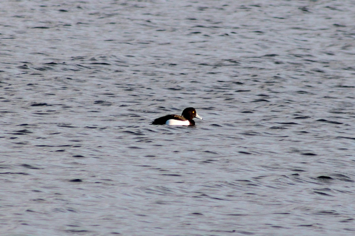 Tufted Duck - ML200309051