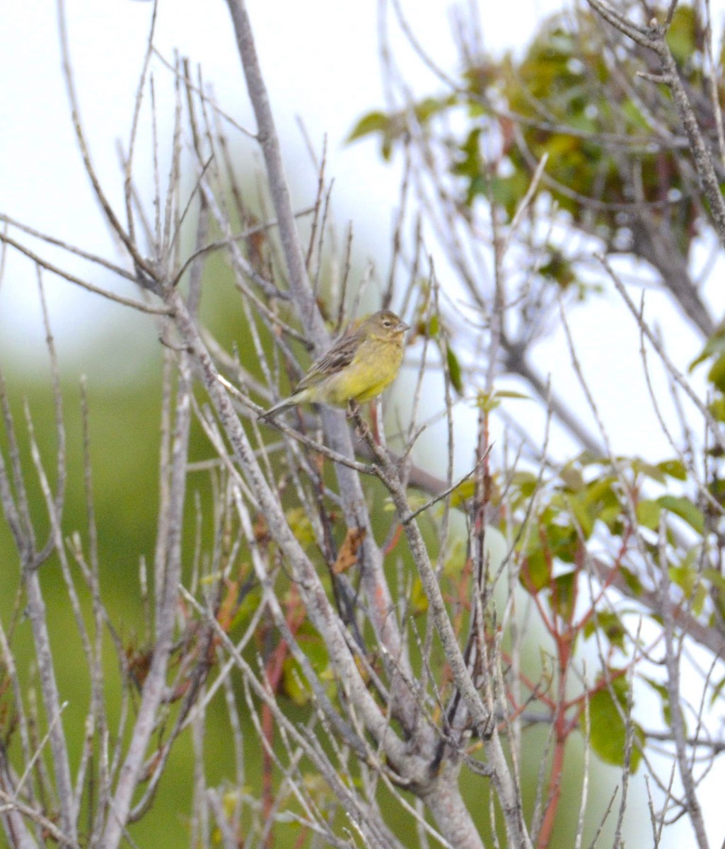 Grassland Yellow-Finch - ML200310081