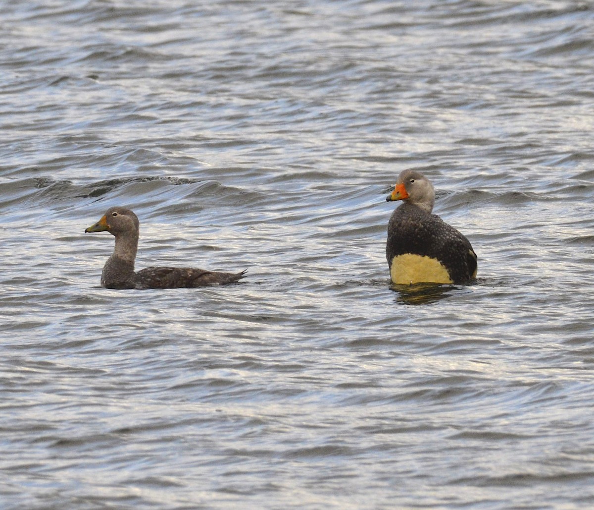 Flightless Steamer-Duck - ML200310491