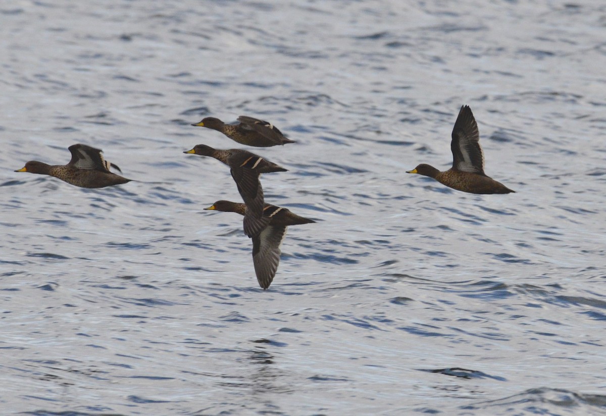 Yellow-billed Teal - ML200311661