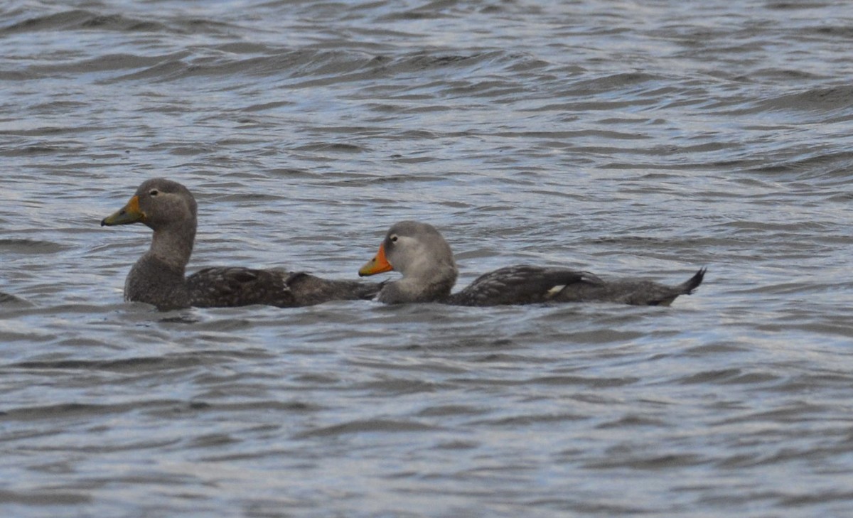 Flightless Steamer-Duck - ML200312161