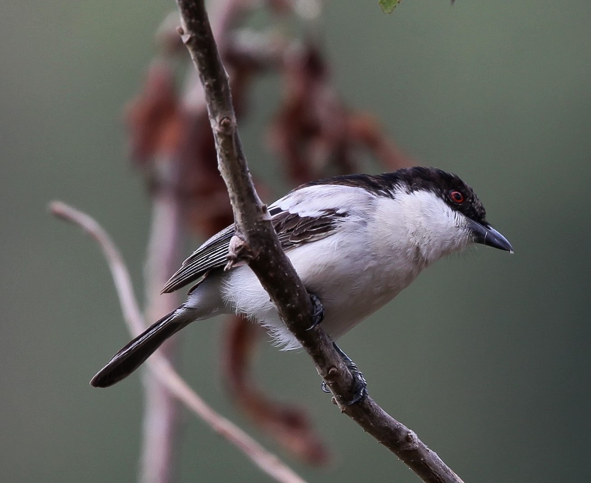 Northern Puffback - ML200312641