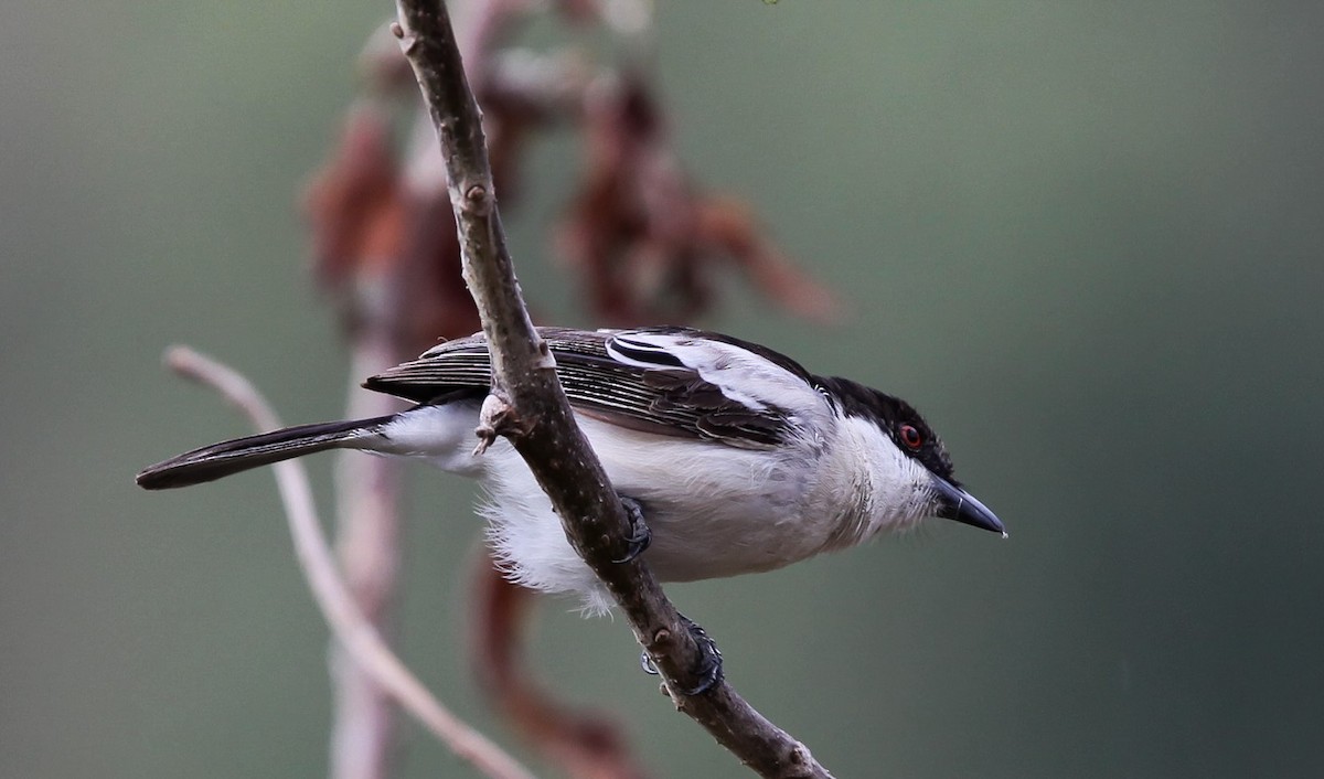 Northern Puffback - Pam Rasmussen