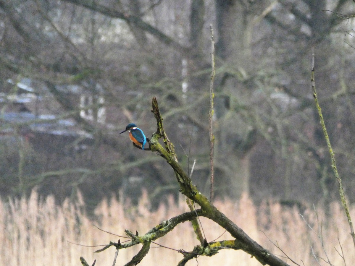 ledňáček říční - ML200312791