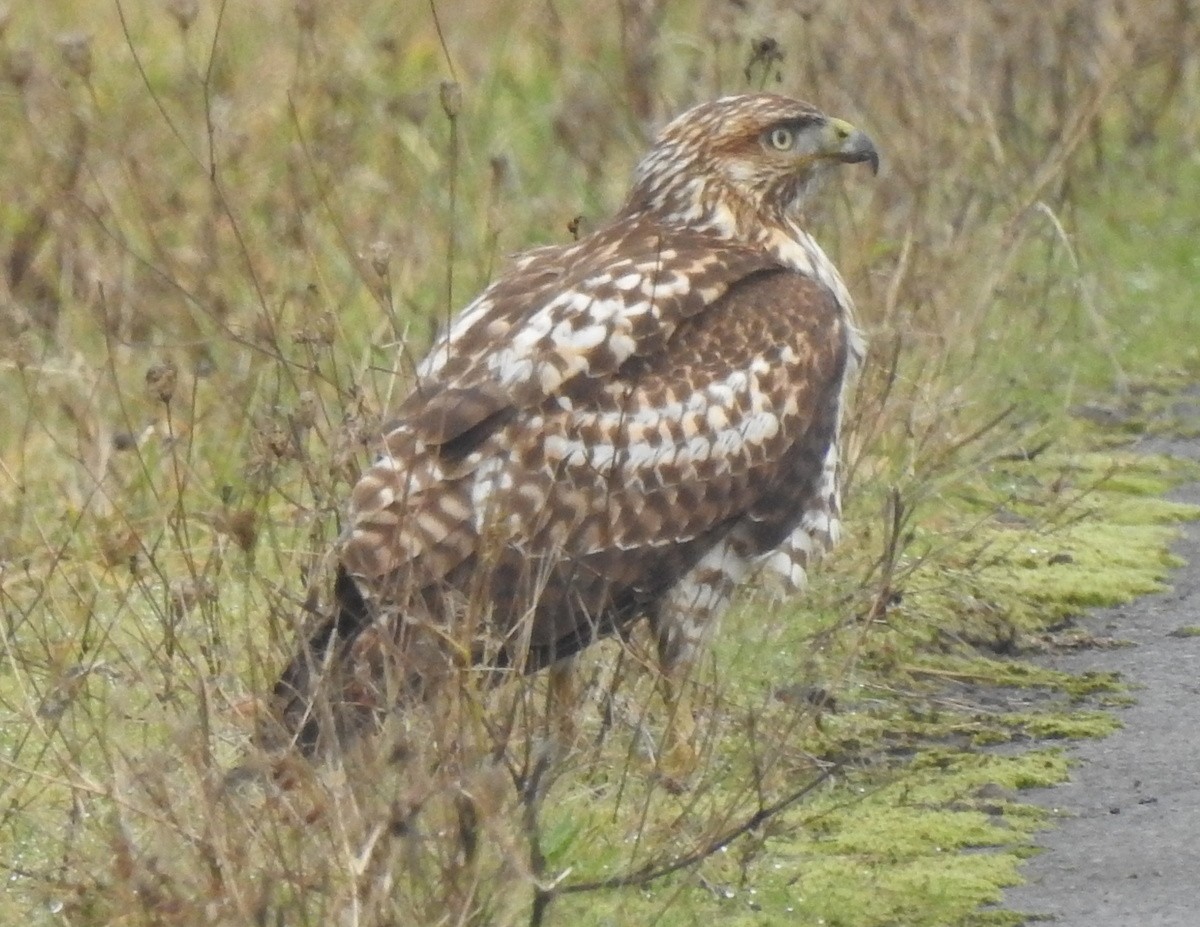 Red-tailed Hawk - ML200313661