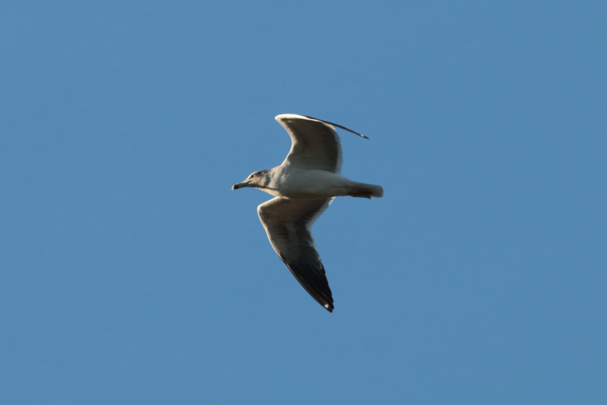 Lesser Black-backed Gull - ML200313901