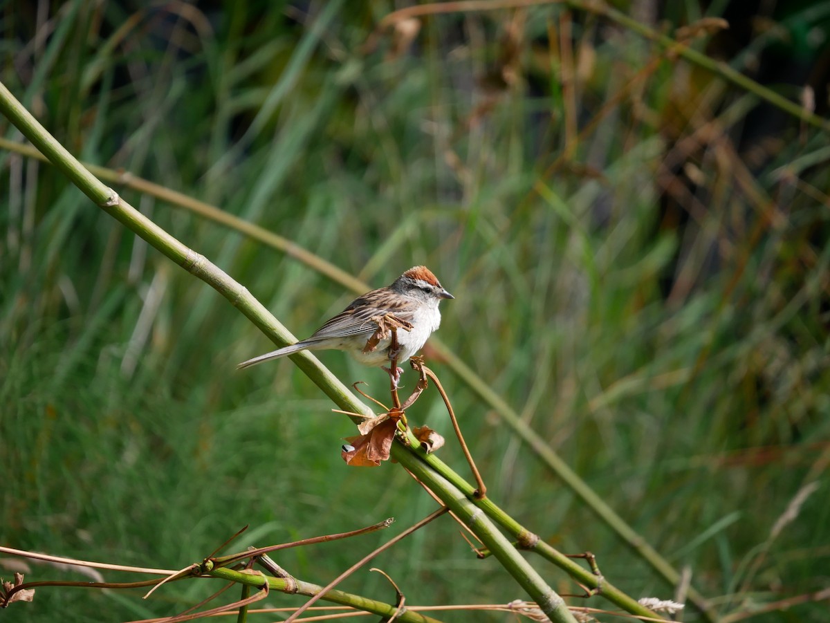 Chipping Sparrow - ML200314301