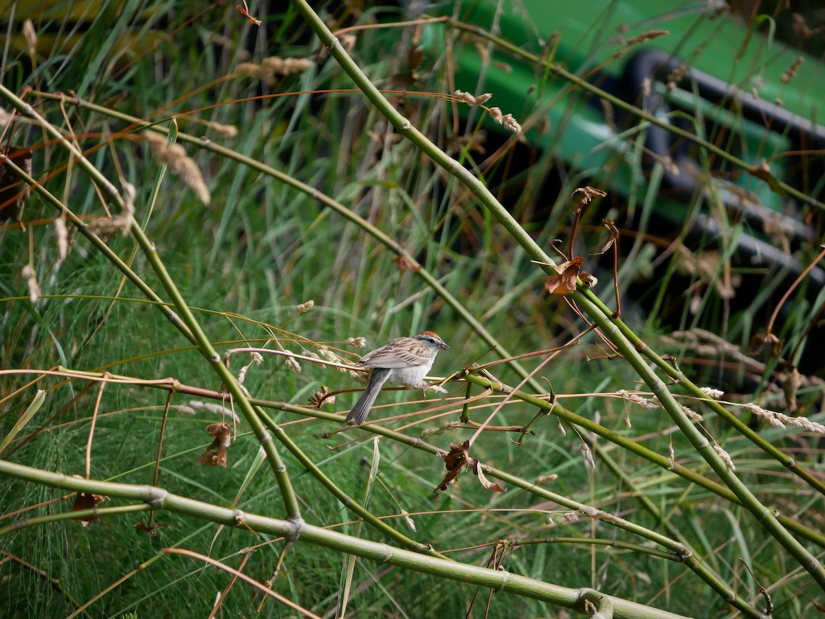 Chipping Sparrow - ML200314321