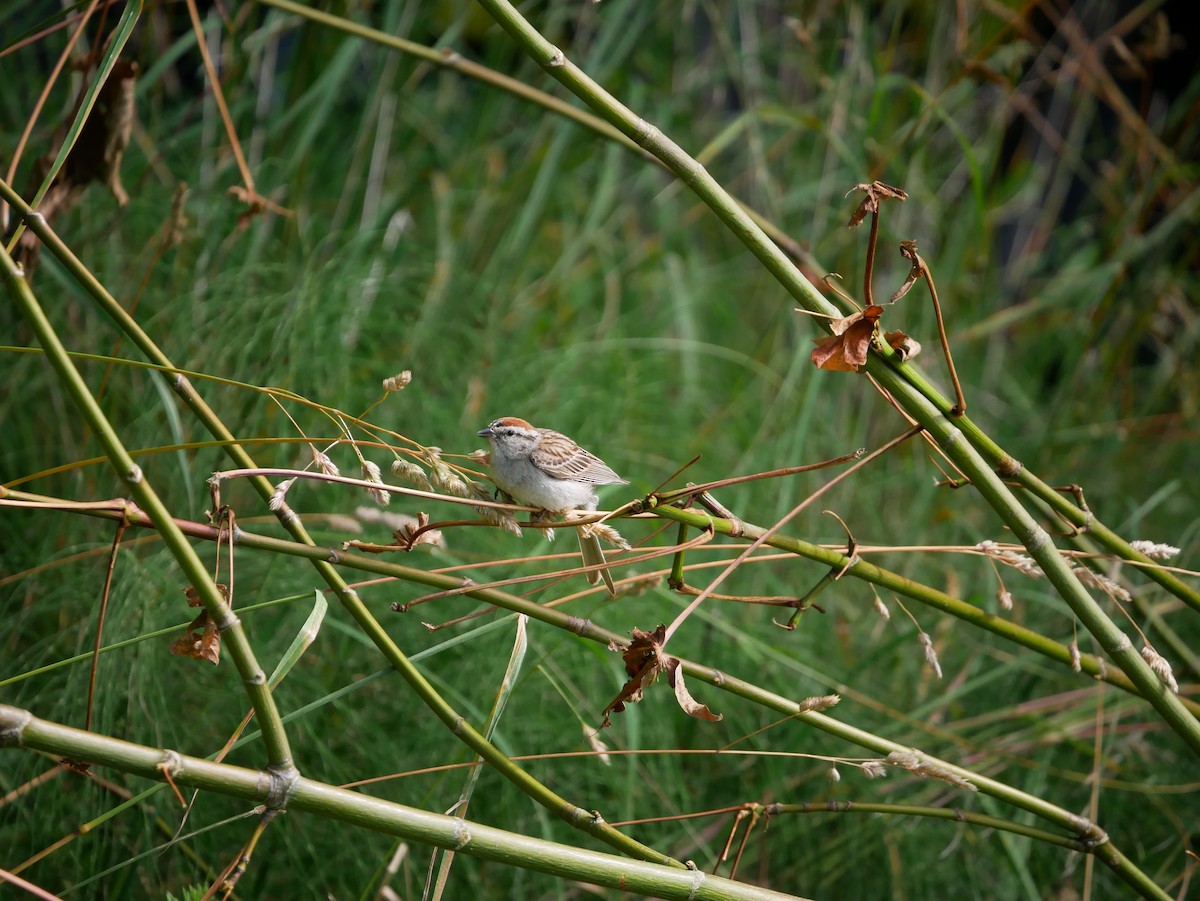 Chipping Sparrow - ML200314391