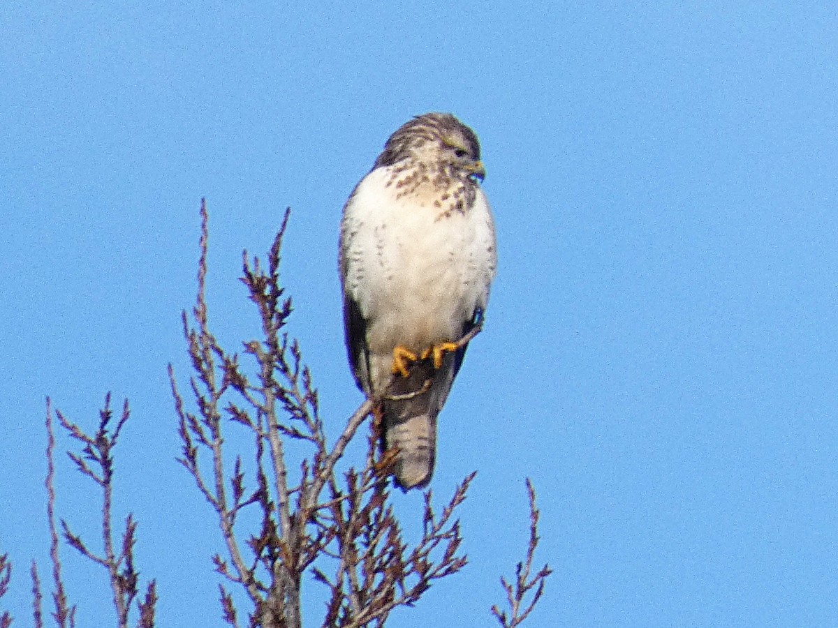 káně lesní - ML200314641