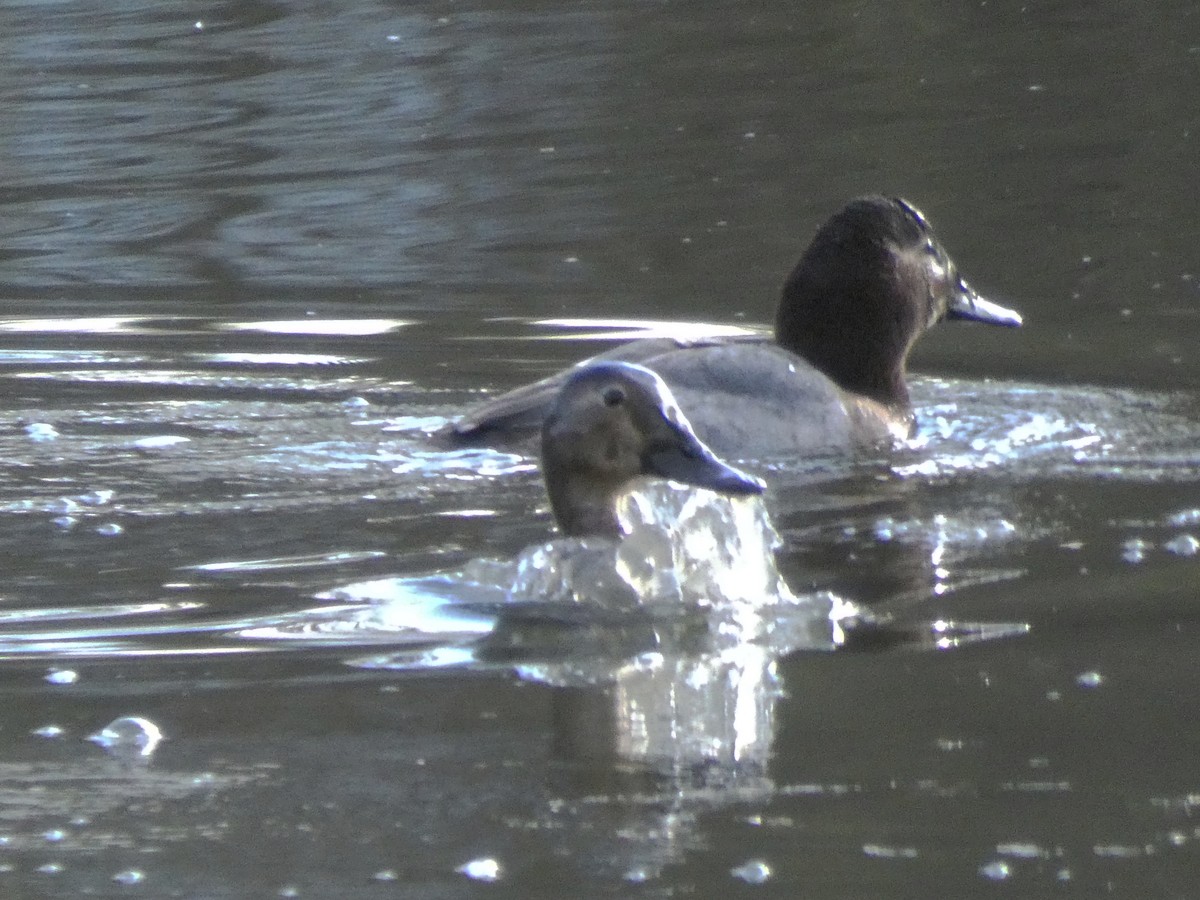 polák velký - ML200314701