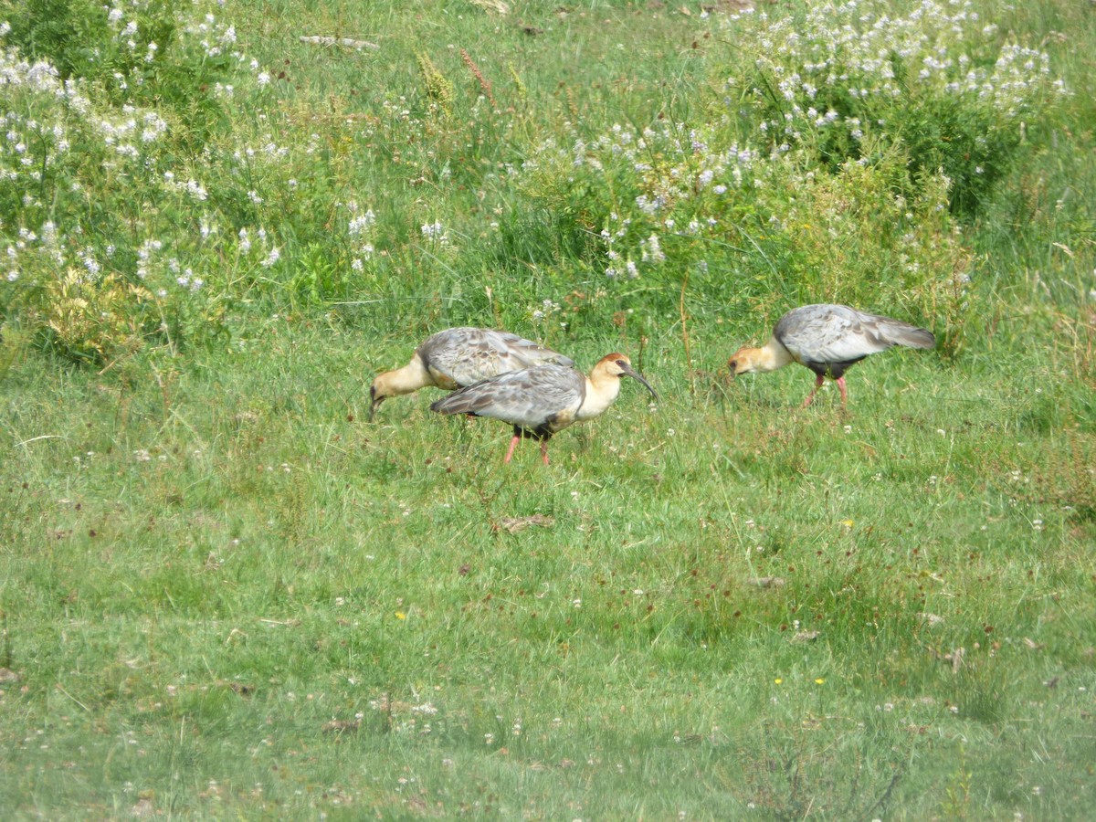 Black-faced Ibis - ML200314831