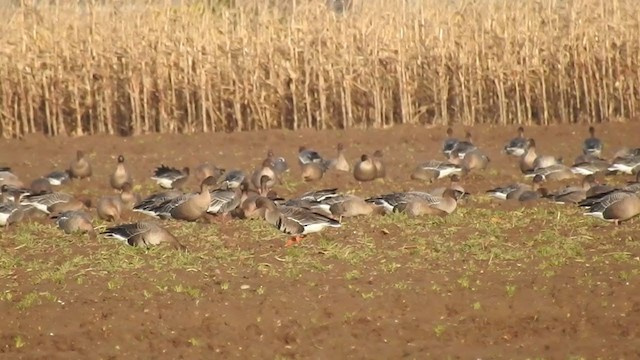 Greater White-fronted Goose (Eurasian) - ML200315031