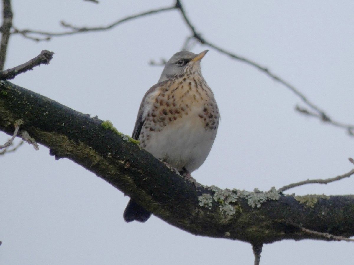 drozd kvíčala - ML200315651