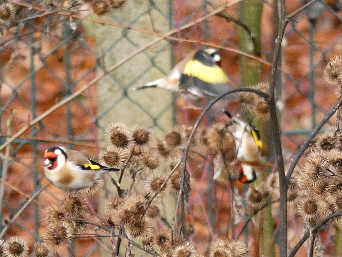 stehlík obecný - ML200315711